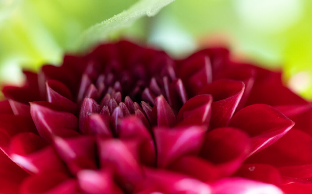Beautiful Red Flower Details