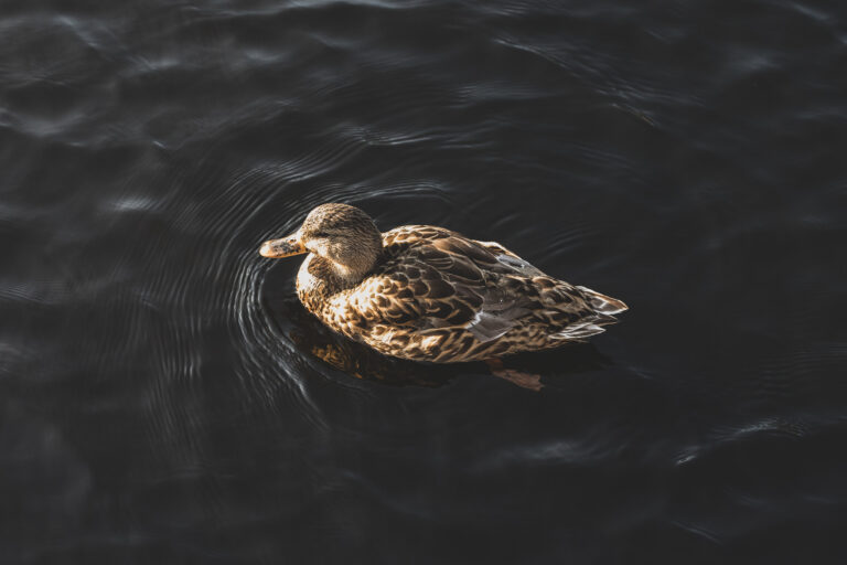 Duck Swimming in a Pond