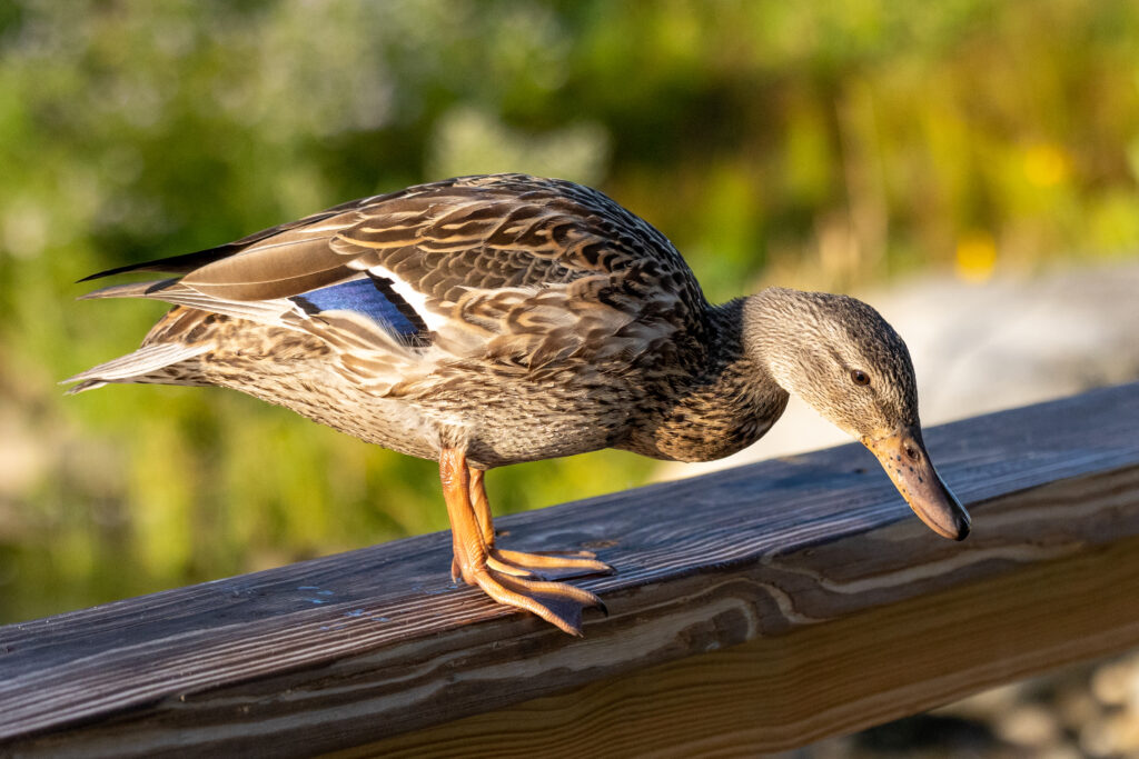 Close-up Photo of a Duck
