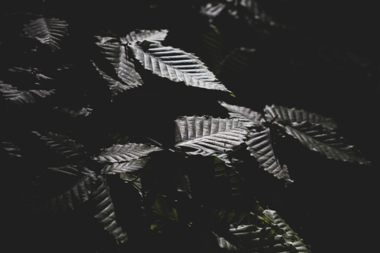 Contrasting Leaves Wallpaper
