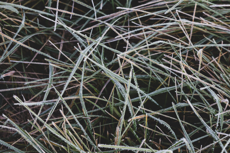 Frozen Grass Texture