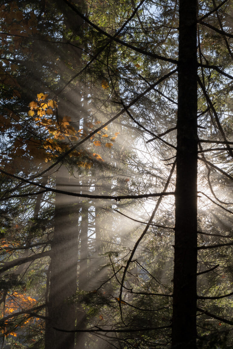 Rays of Sunlight in a Forest