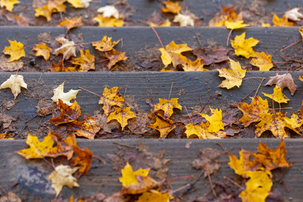 Autumn Leaves on Wooden Steps