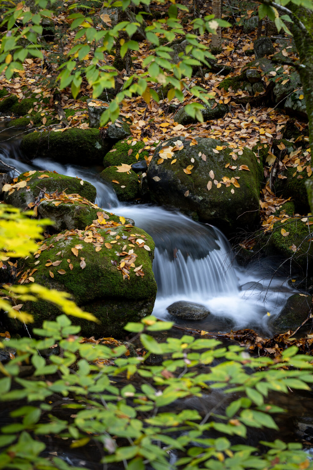Small Stream With Autumn Foliage