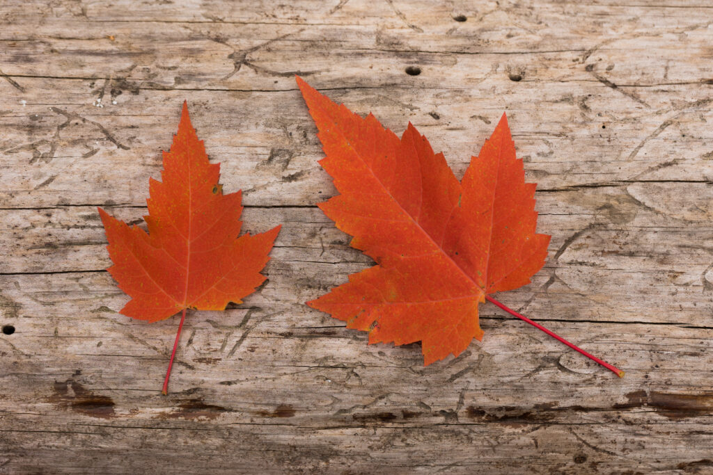 Flat Lay Maple Leaves