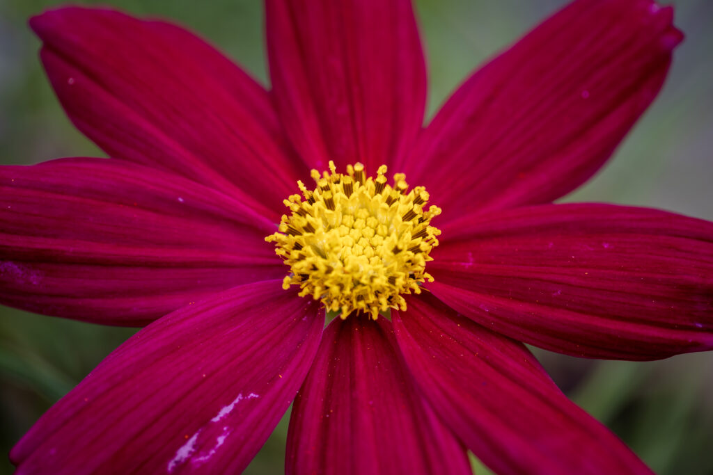 Red and Yellow Flower Close-up