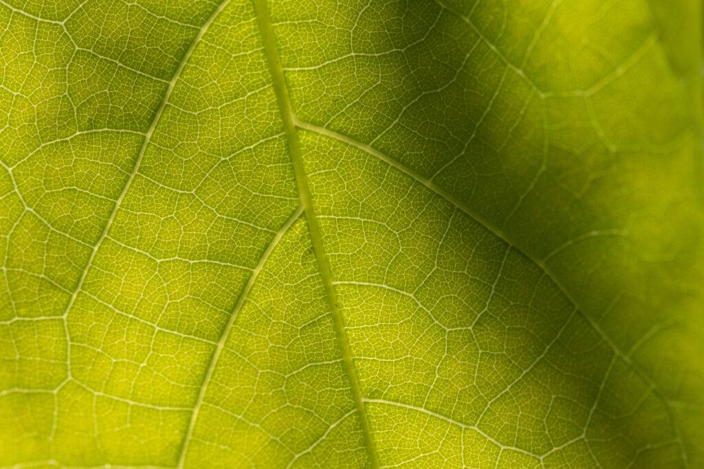 Close-up Details of a Green Leaf