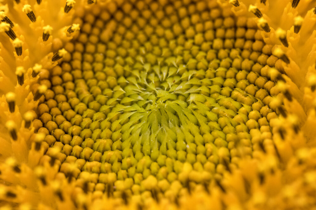 Macro Photo of a Sunflower