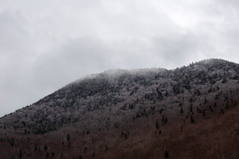 Frosty Mountain Forest
