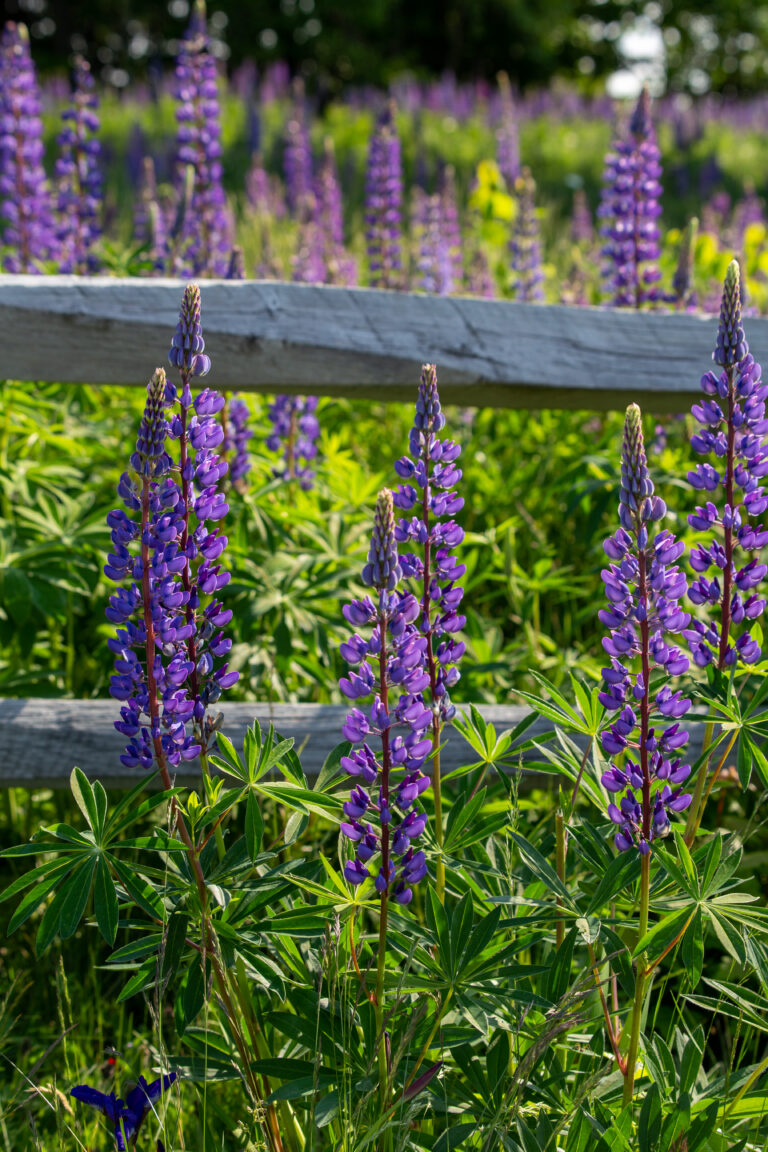 Lupines and a Wooden Fence
