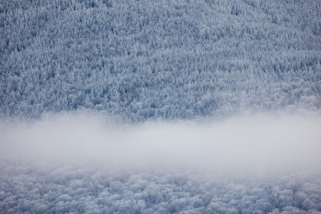 Low Fog Over a Winter Forest