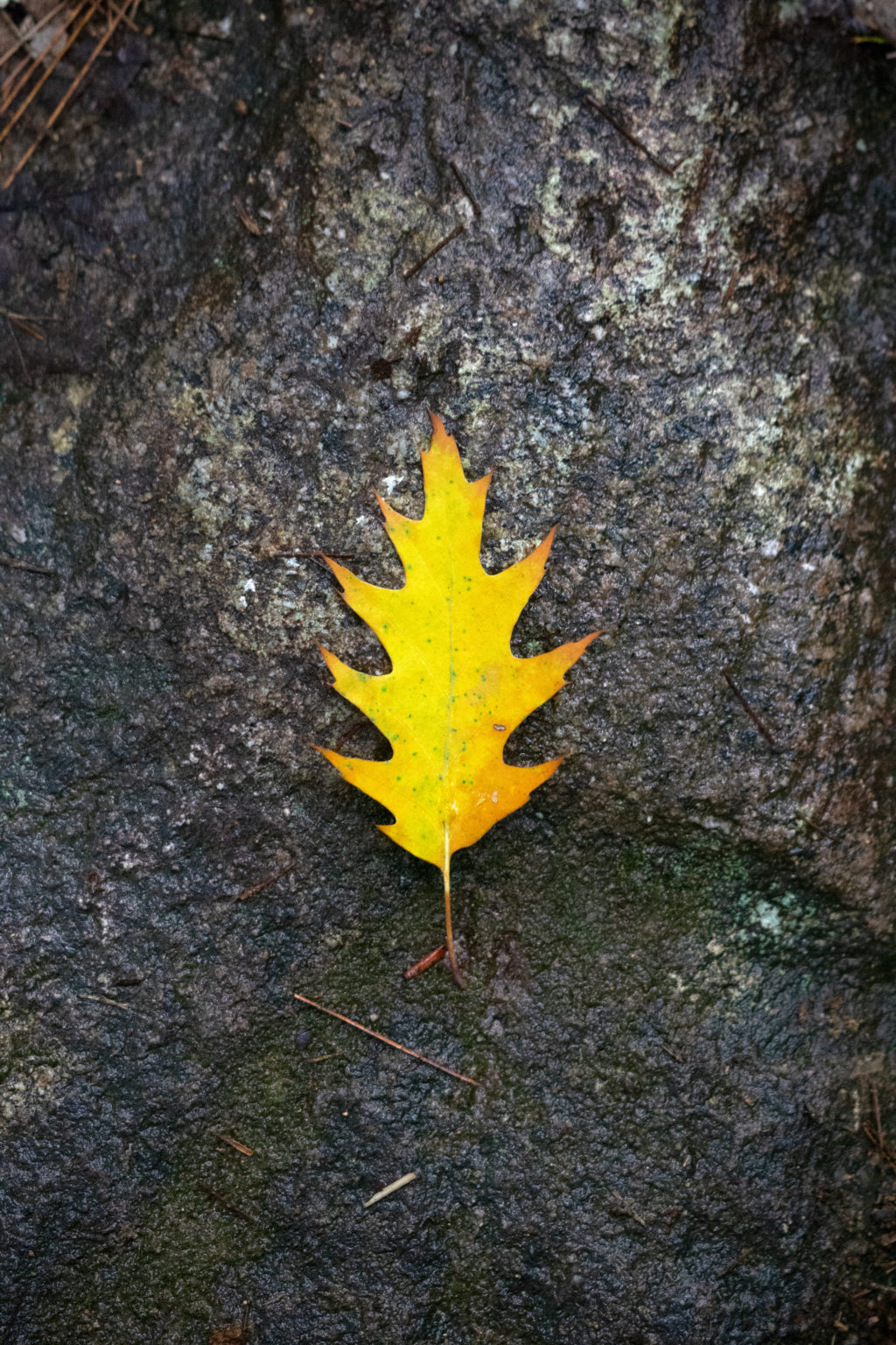 Golden Oak Leaf on Rock