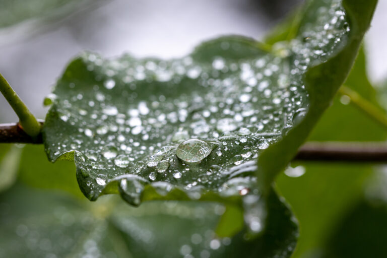 Macro Rain Droplets on a Leaf