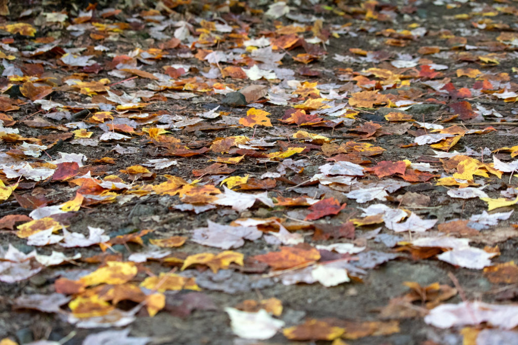 Dull Fallen Leaves