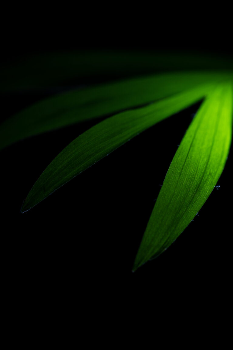 Illuminated Plant Texture