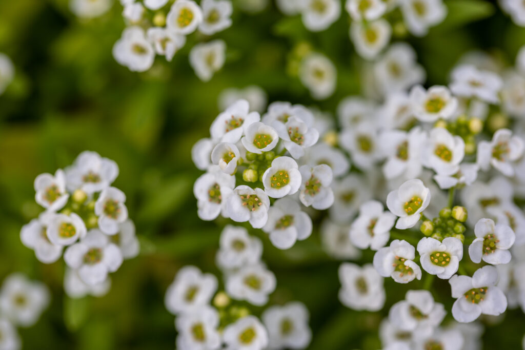 Macro Photo of Tiny White Flowers