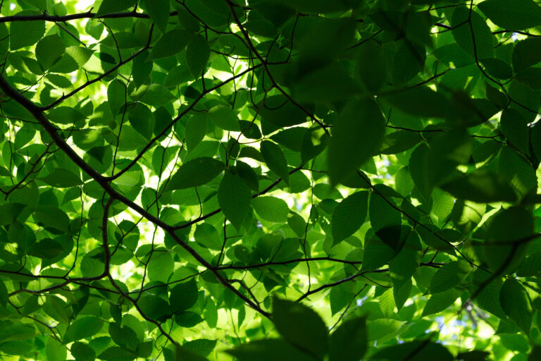 Green Canopy of Leaves