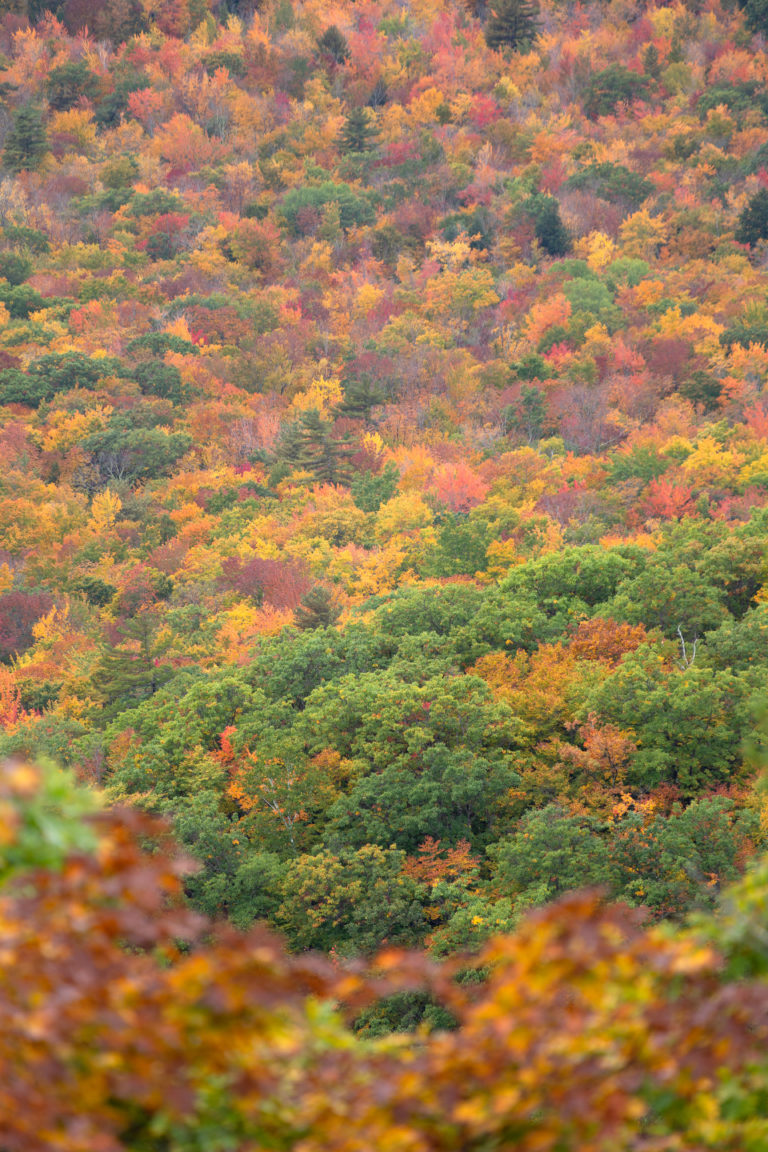Fall Foliage on Sidehill
