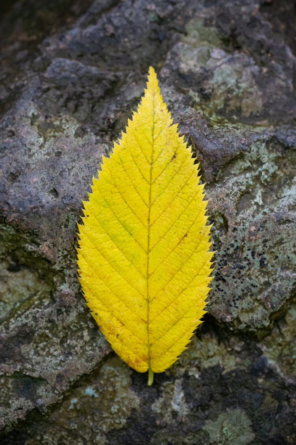 Isolated Yellow Leaf