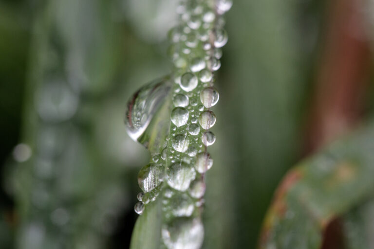 Rain Droplets on a Blade of Grass