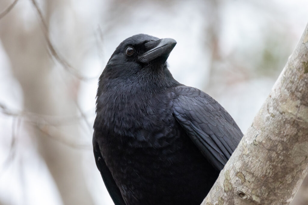 Wildlife Photo of a Crow