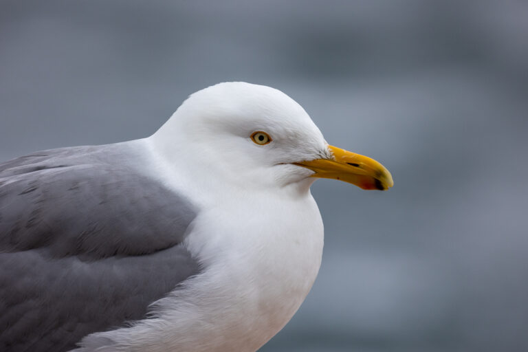 Wildlife Photo of a Seagull