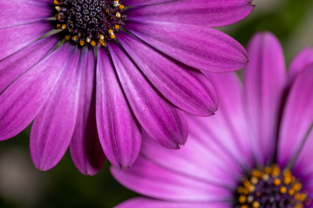 Macro Photo of Pretty Purple Flowers