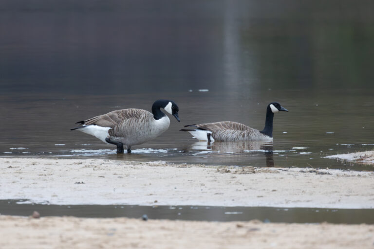 Canadian Geese in Water