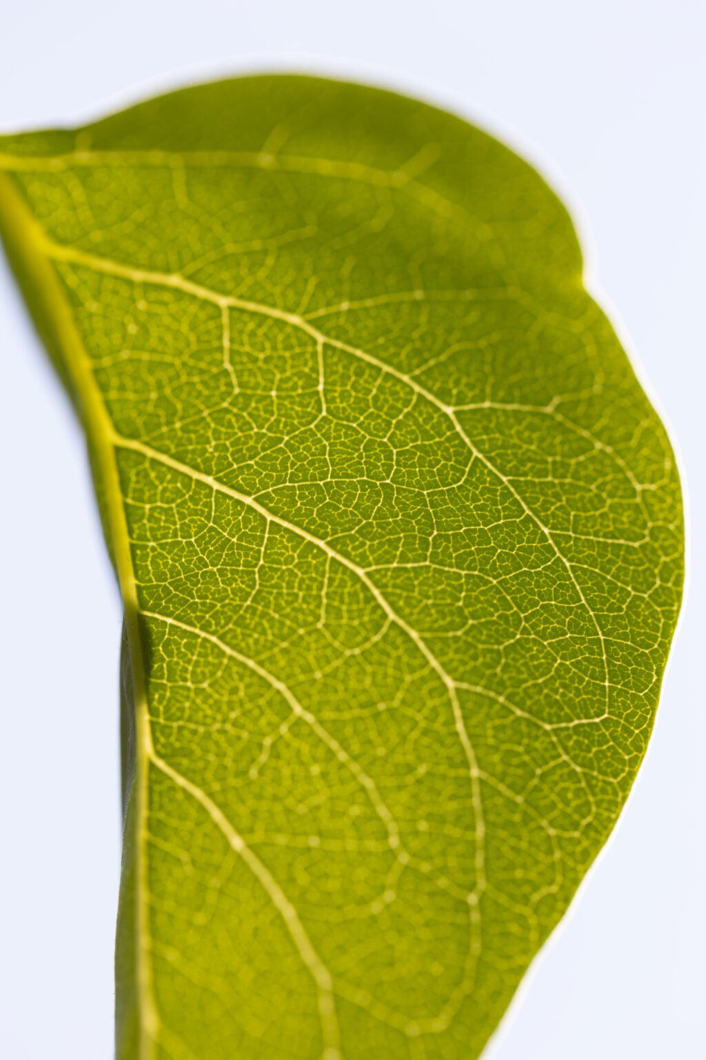Macro Leaf Details in Sunlight