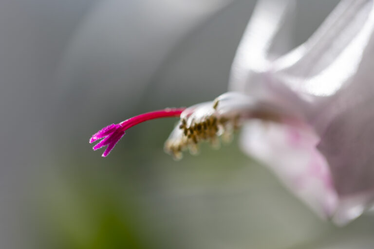 Macro Photo of a Blooming Flower