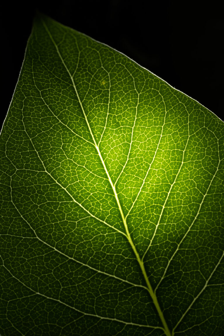 Amazing Details of an Illuminated Leaf