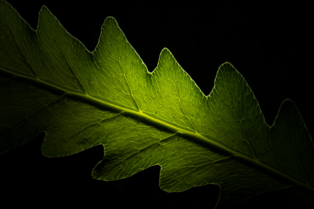 Glowing Leaf Texture