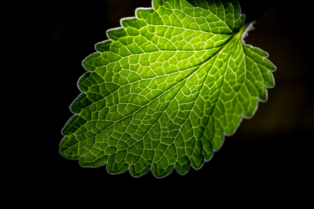 Beautiful Illuminated Leaf