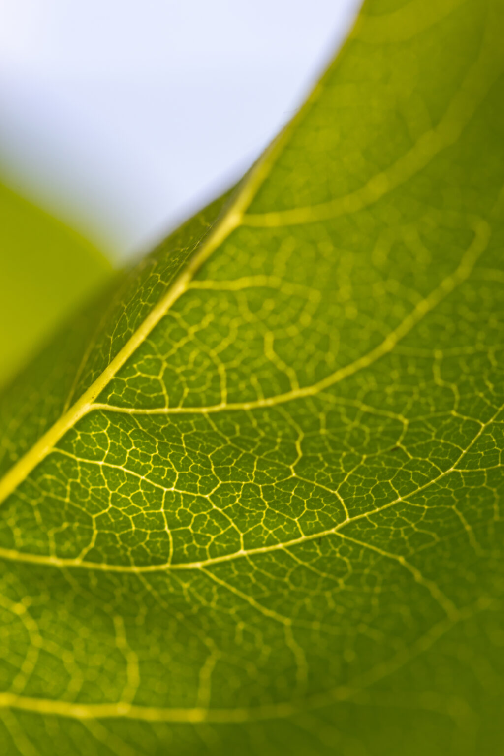 Macro Photo of Leaf Veins