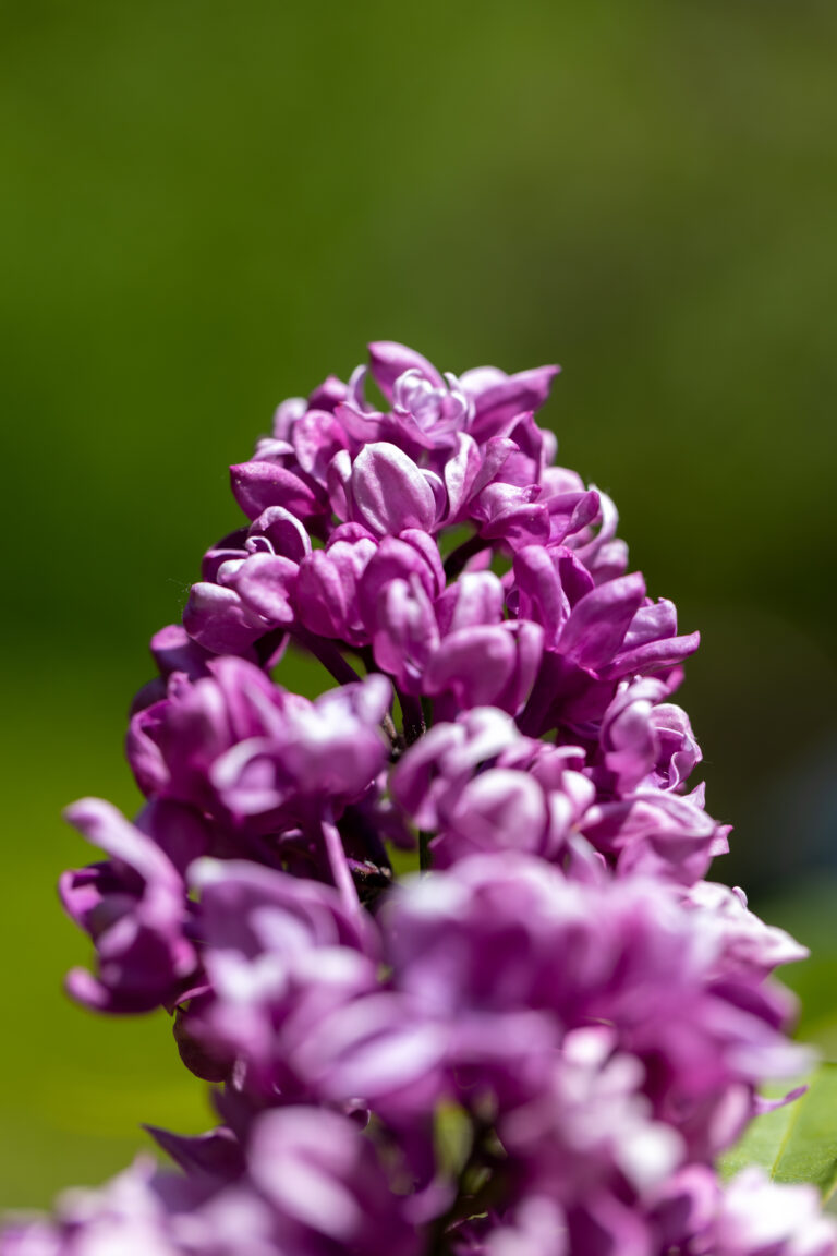 Lilac in Springtime