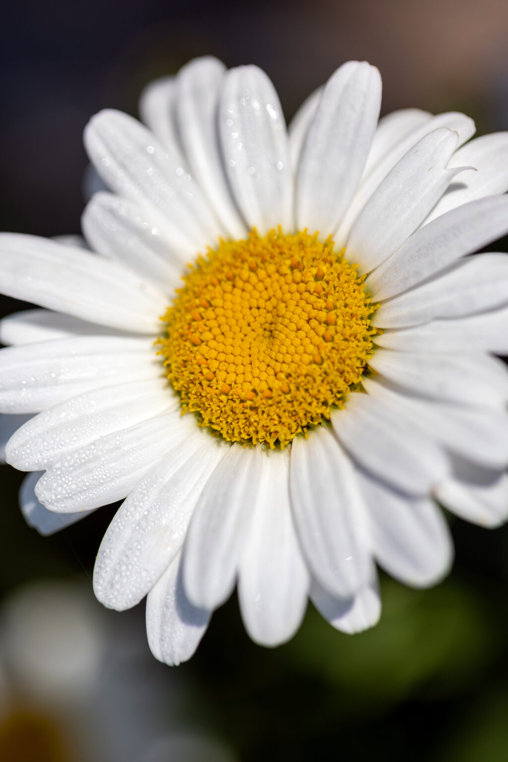 Summer Daisy Flower