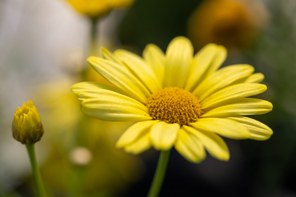 Yellow Summer Flowers