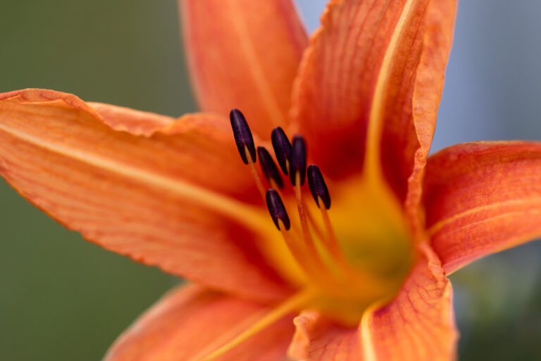 Beautiful Orange Flower Macro