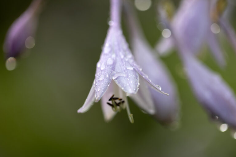Beautiful Flowers With Rain Droplets