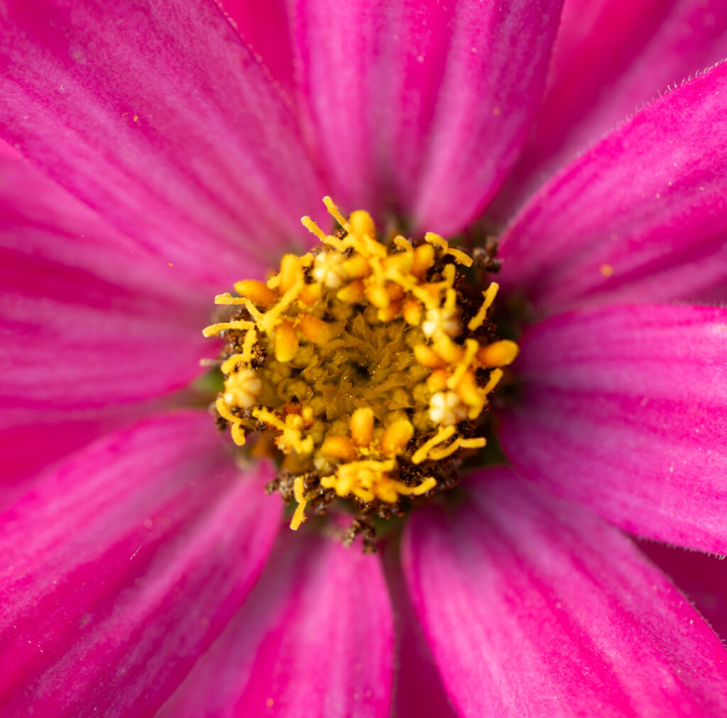 Pink and Yellow Flower Details