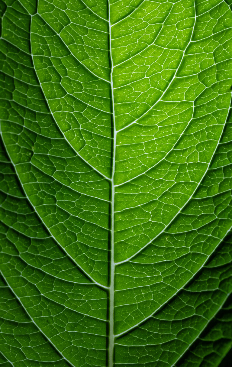 Leaf Texture Wallpaper