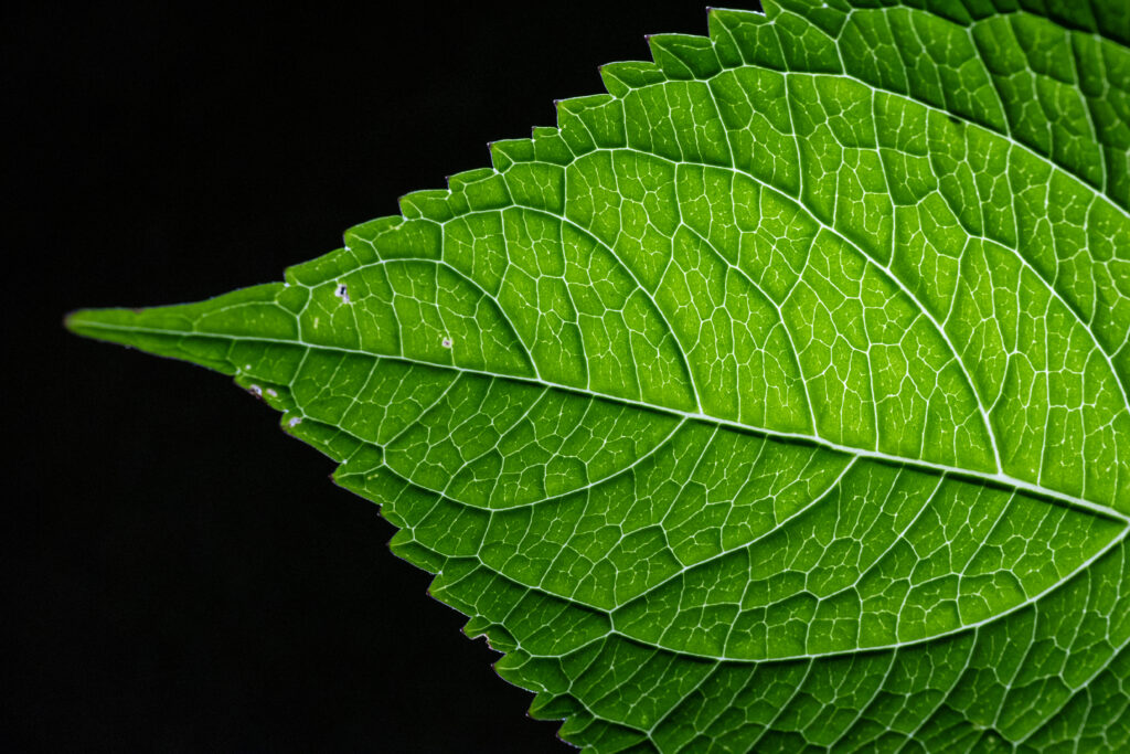 Isolated Leaf Texture