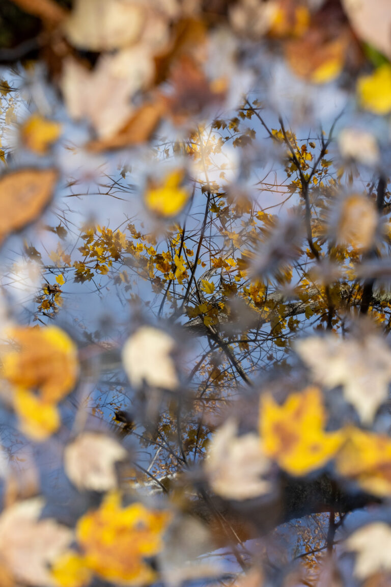 Autumn Foliage Reflection