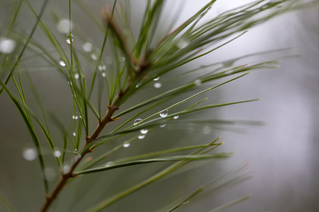 Close-up of Water Droplets on a Tree
