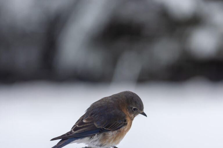 Curious Winter Bird