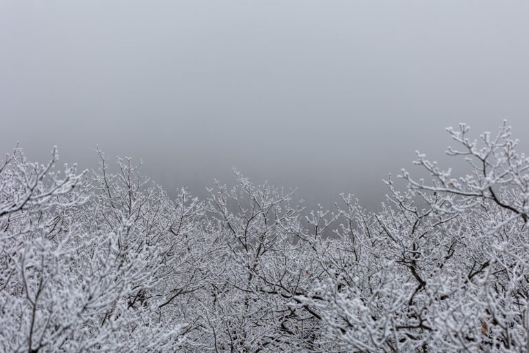 Snowy Forest Fog