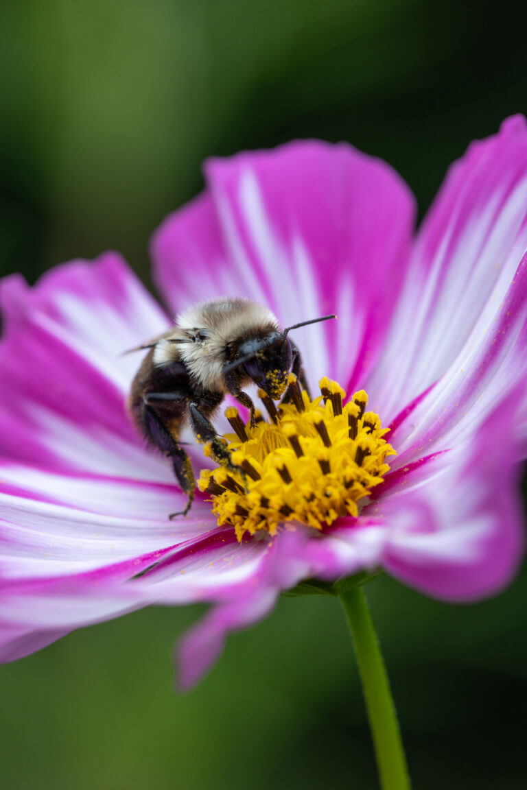 Summer Bee on a Flower