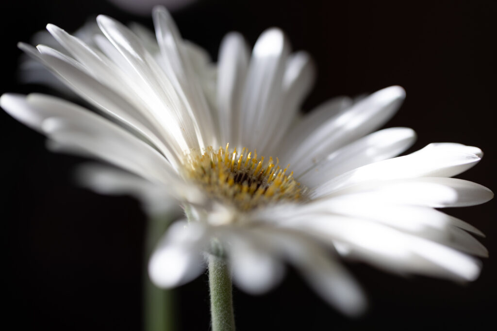 Isolated Flower on Dark Background