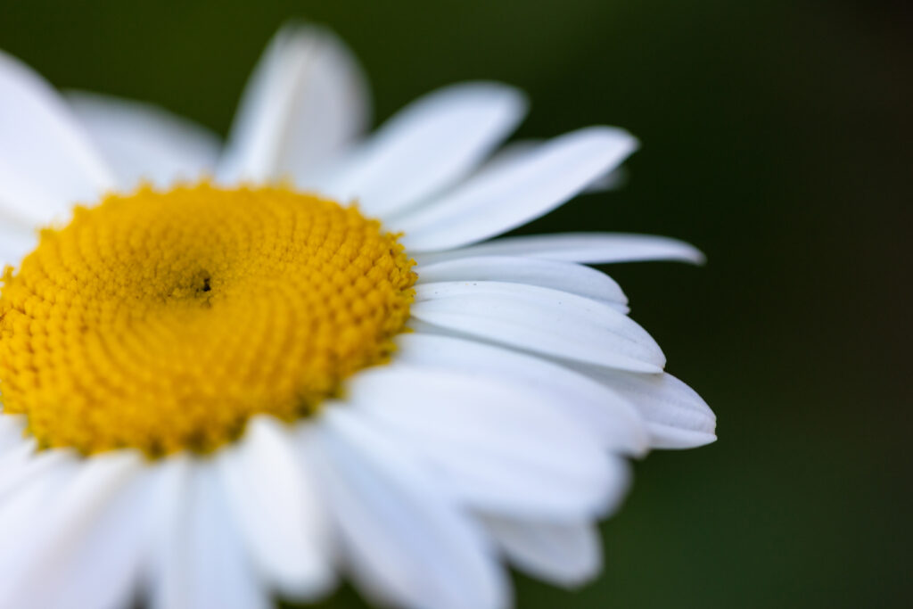 Macro Daisy Wallpaper