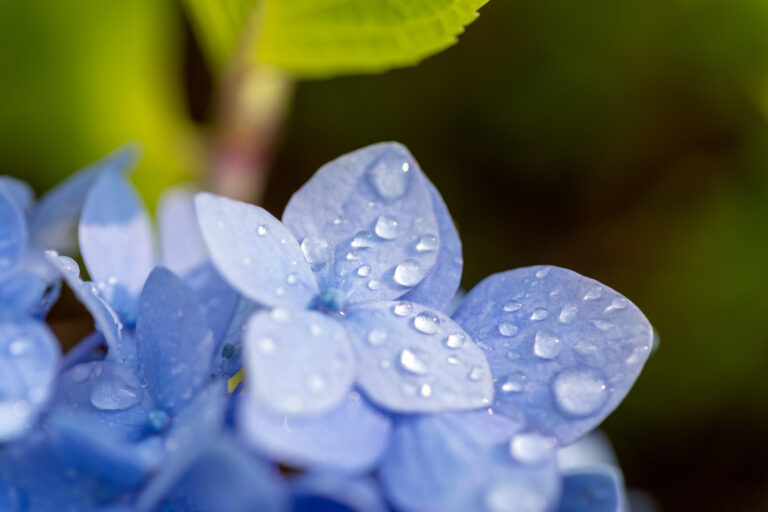 Blue Flowers and Rain Drops